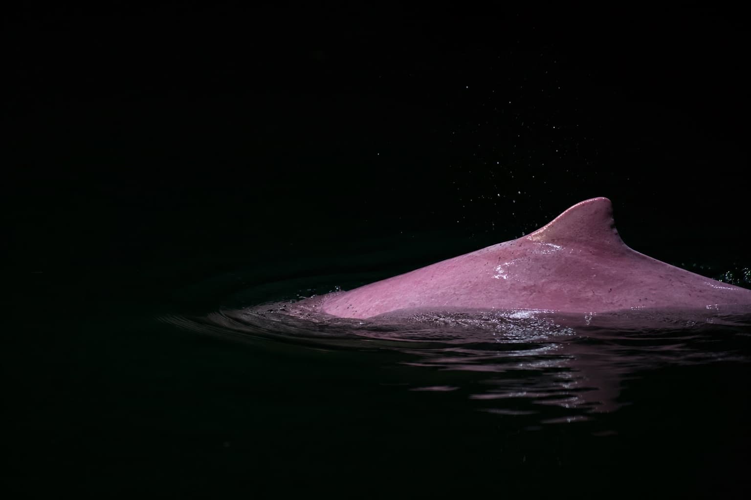 O dorso cor-de-rosa de um boto rompendo a superfície da água escura à noite